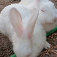 خرگوش|موش و خرگوش|میناب, |دیوار