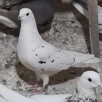 کفتر یا کبوتر پرشی رو بلندی