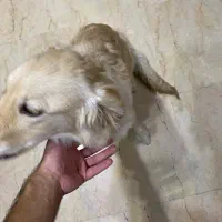 سگ گلدن|سگ|تهران, حکمت|دیوار