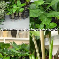 بابا آدم سایز بزرگ