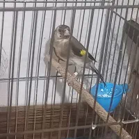 سهره ماده  داغسر جوجه. قفس عروسک|پرنده|ماهدشت, |دیوار