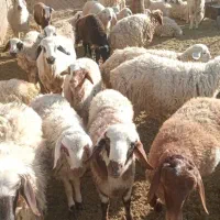 ۳۰ راس بره نر وماده|حیوانات مزرعه|دهج, |دیوار