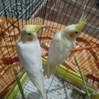 عروس هلندی از ۵ نسل دارم