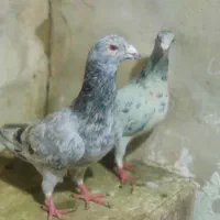 سار هفت رنگ خطی|پرنده|تربت‌حیدریه, اندیشه|دیوار