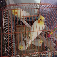 جوجه عروس هلندی ۲ ماهه