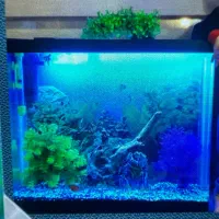 آکواریوم شیشه خم