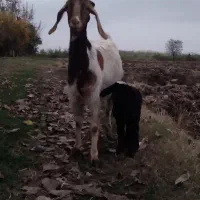 بز بزغاله گوسفند|حیوانات مزرعه|خان ببین, |دیوار