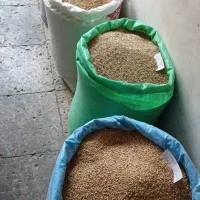 گندم ارزن|لوازم جانبی حیوانات|مشهد, رضاییه|دیوار