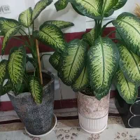 رسیدگی به گل های آپارتمانی و باغچه و تعویض گلدان|خدمات باغبانی و درختکاری|شاهین‌شهر, خانه کارگر|دیوار