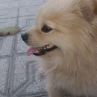 واگذاری دو عدد شبتزو (نه به رایگان)