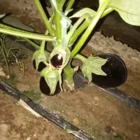 گلخانه بادمجان اجاره داده میشود