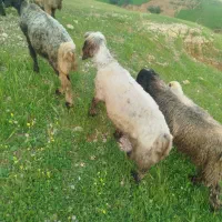میش جوان بختیاری افشار گوسفند