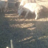 ۲۰ میش ۲۰ بز همه ابستن میشها بردسیر|حیوانات مزرعه|بردسیر, |دیوار