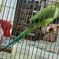طوطی ملنگو|پرنده|سمنان, |دیوار