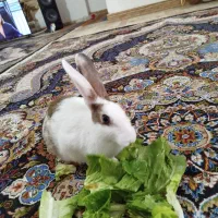خرگوش ماده