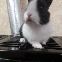 خرگوش ۱ماهه|موش و خرگوش|تبریز, |دیوار