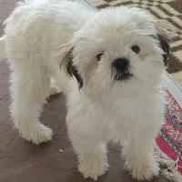 فروش فوری سگ شیتزو|سگ|اصفهان, بهارستان|دیوار