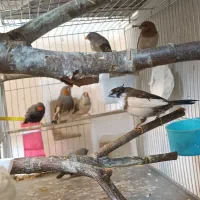 فنج شارکول ایمو پاستیلی اروپایی بنگالی و مصری|پرنده|صدرا-فارس, فاز ۱|دیوار