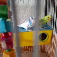 مرغ عشق پرنده|پرنده|شاهین‌شهر, عطار|دیوار