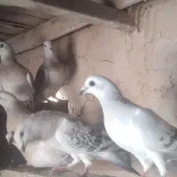 کفتر|پرنده|یزدان شهر, |دیوار