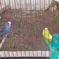 فروش یک جفت مرغ عشق آماده و سرحال|پرنده|میناب, |دیوار