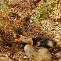 جوجه اردک 40 روزه