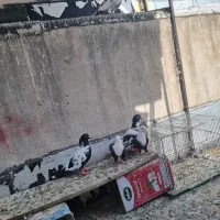 کبوتر شهرستانی نروماده|پرنده|تهران, سبلان (لشگر)|دیوار