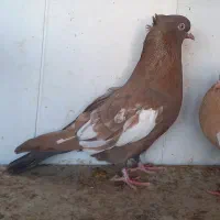 پرنده|پرنده|برازجان, |دیوار