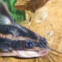 ماهی کف خوار  کت رافائل