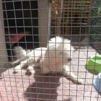 سگ پاکوتاه|سگ|اراک, |دیوار