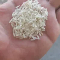 برنح هندی و پاکستانی|خوردنی و آشامیدنی|اصفهان, جوزدان الیادران|دیوار