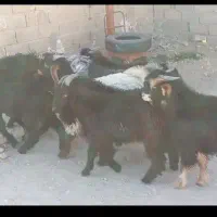 کهره نر ترکی|حیوانات مزرعه|شیراز, سرو|دیوار