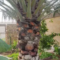 لگاح (لقاح )نخل. همان بو.  دادن