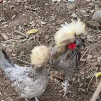 مرغ و خروس لهستانی