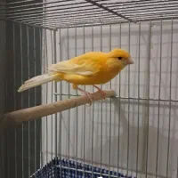 قناری پرتقالی|پرنده|اردکان, |دیوار