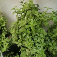 گل یخ شاداب