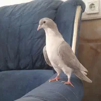 ساده خوشگل|پرنده|نیشابور, مازول|دیوار