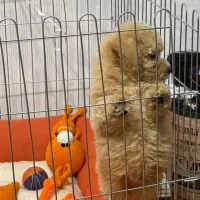 توی پودل ۸۰ روزه|سگ|فردیس, طالقانی|دیوار