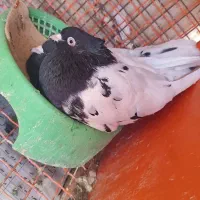 جفت کله سیاه عتیقه