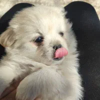 سگ گم شده پامر اشپیتز|حیوانات|هشتگرد, فاز ۱ مهستان|دیوار