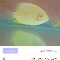 ماهی جدید رسید|ماهی|آباده, |دیوار