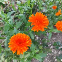 سوئیت با تمامی امکانات