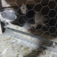 کبوتر|پرنده|منج, |دیوار