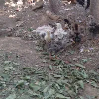 جوجه فری زیبا کمیاب قابل معاوضه