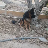 سگ ژرمن نگهبان|سگ|اسلام‌شهر, چیچکلو|دیوار