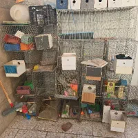 قفس مرغ عشق