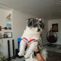 توله ۶ ماه شیتزو