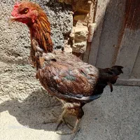 قیمت|حیوانات مزرعه|تربت جام, میرقوام الدین|دیوار