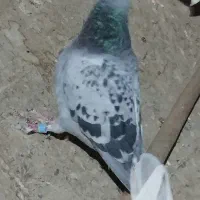 تبعیدی|پرنده|نیشابور, دهنو|دیوار