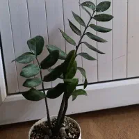 گیاه زاموفیلیا سبز